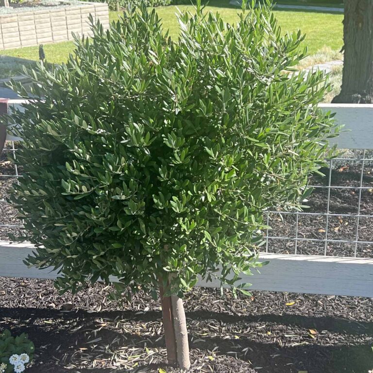 how to prune an olive tree topiary
