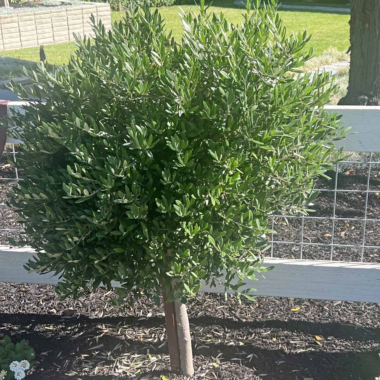 how to prune an olive tree topiary