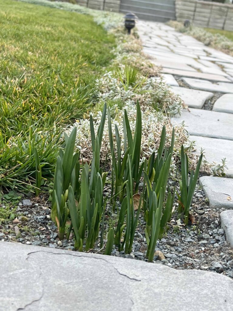 Spring bulb lantern decor ideas