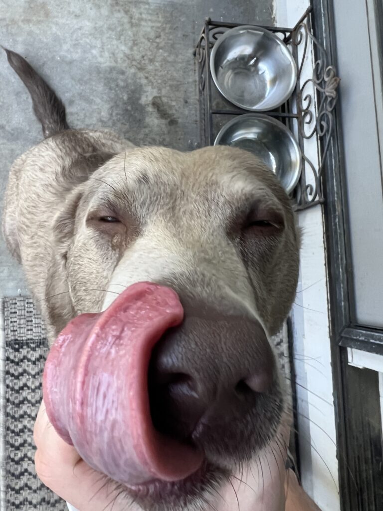 Misty licking her chops at 3 years old