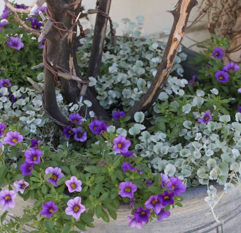 large graphite container gardening with purple flowers and dychondria