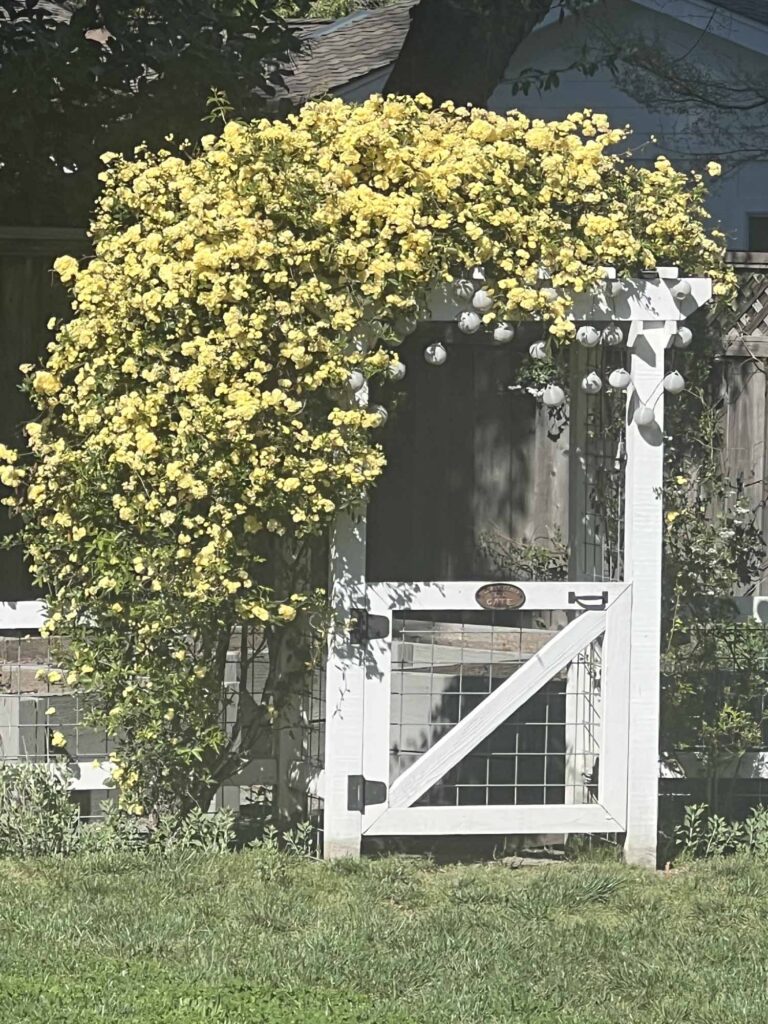 vegetable poteger garden arbor