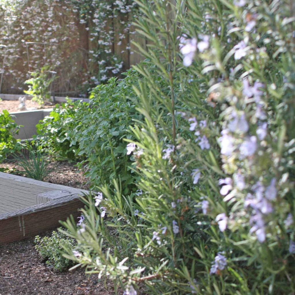 Vegetable garden herbs in raised beds