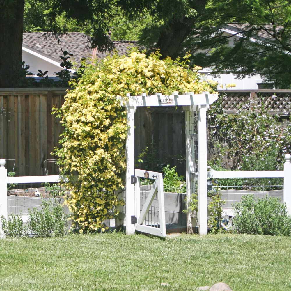 a comprehensive guide to growing your own home vegetable garden open gate
