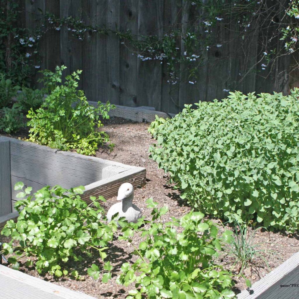 a comprehensive guide to growing your own home vegetable garden raised bed herbs