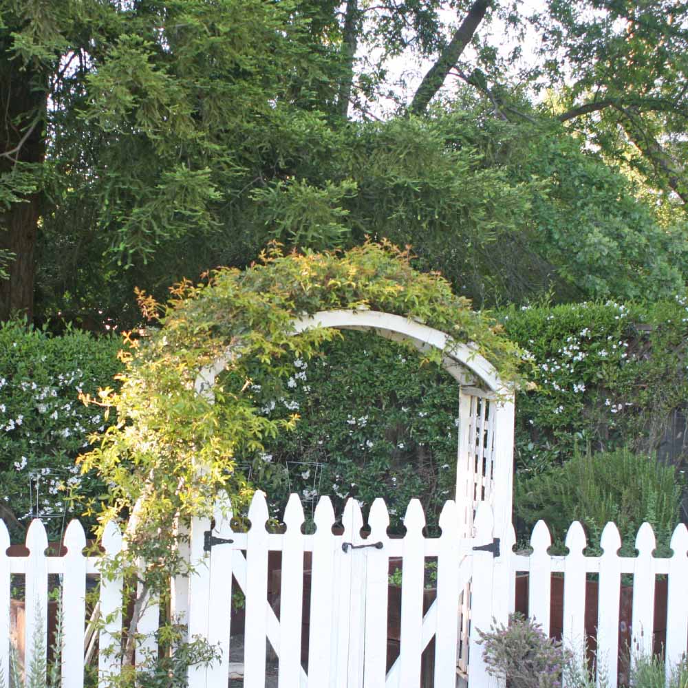 a comprehensive guide to growing your own home vegetable garden old picket fence